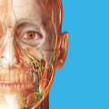 Human Anatomy Atlas 2024 v2023.05.005 MOD APK (All Content Unlocked)